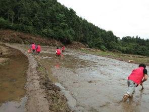 四川屏山爆料事件最新,真相与争议交织的舆论漩涡  第3张