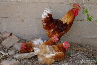 丹东溜达鸡爆料最新消息,揭秘事件背后惊人真相