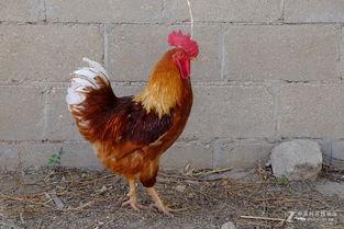 丹东溜达鸡爆料最新消息,揭秘事件背后惊人真相  第2张