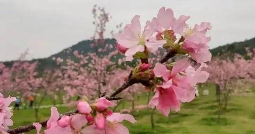 樱花最新更新爆料视频,亮点功能与更新内容抢先看
